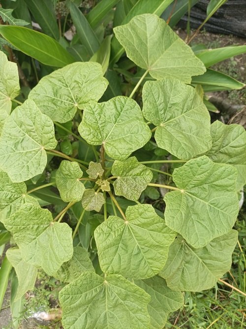 Weeds That Look Like Squash Plant13