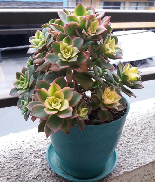 Succulent with Pink Edges 21