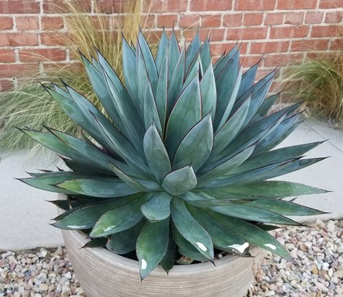 Types of Blue Agave Plants 2