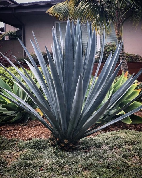 Types of Blue Agave Plants 1