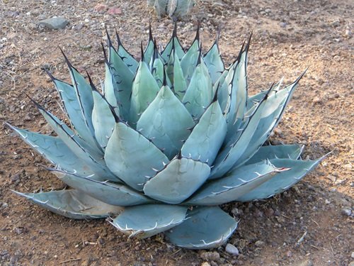 Types of Blue Agave Plants 5