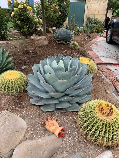 Types of Blue Agave Plants 7