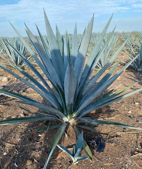 Types of Blue Agave Plants 4