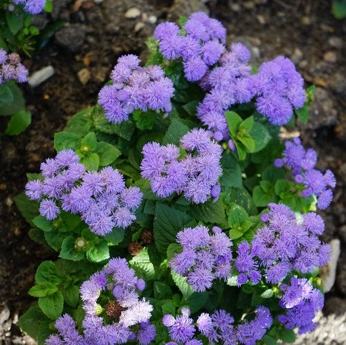 Purple Annual Flowers in sunlight