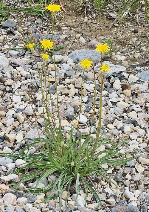 Different Yellow Wildflower Types