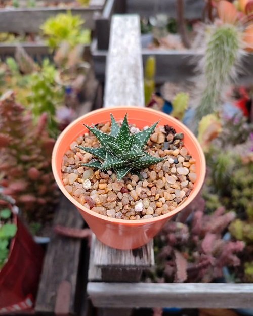 best For a charming garden, use tiny little succulents.