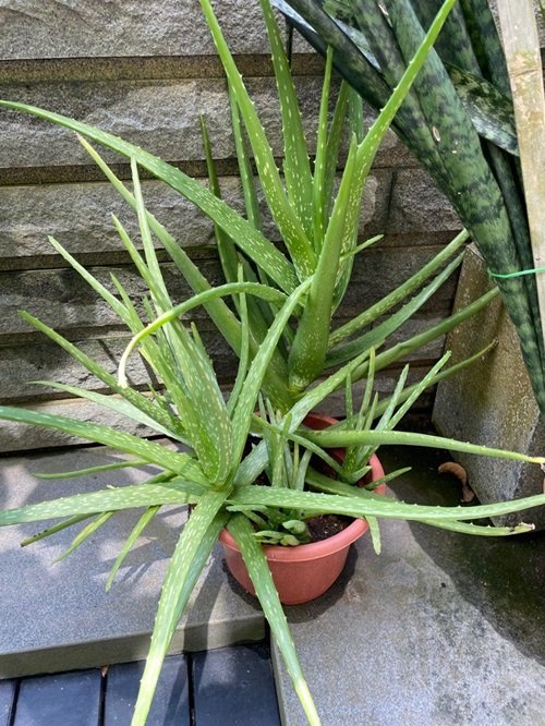 aloevera with Prickly Leaves 2
