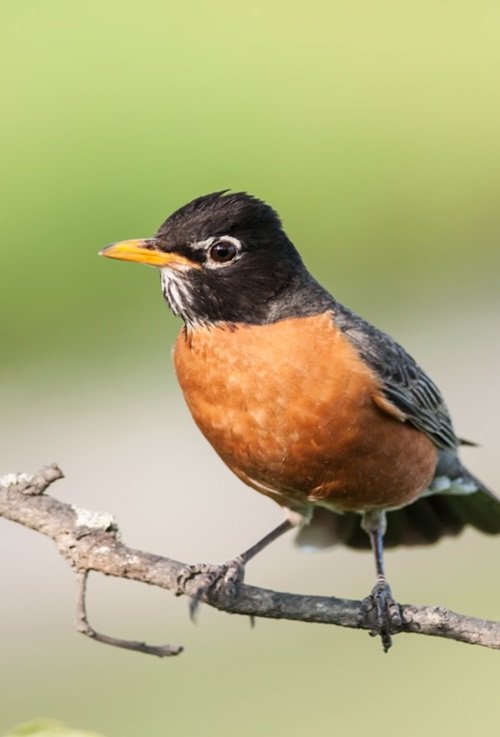American Robin and Christianity