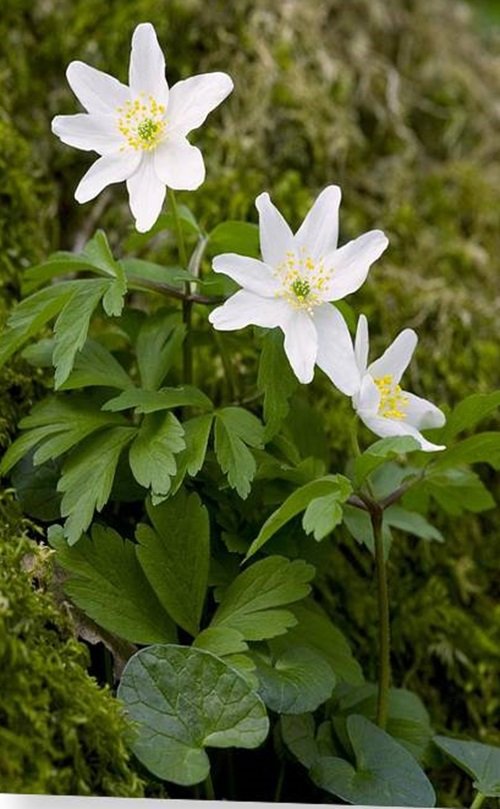 white Wood Anemone flowers 16