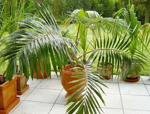 Small Palm Trees in garden