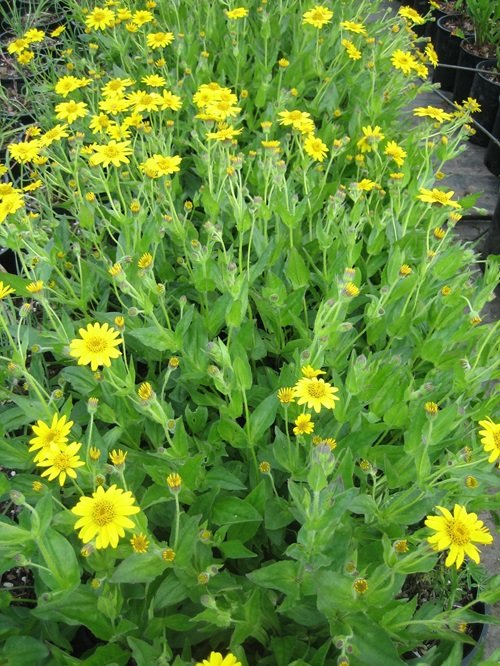Yellow Wildflowers 15