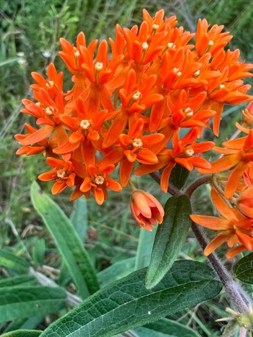 Orange Wildflowers 3