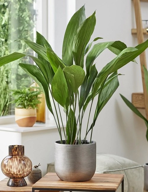 Cast Iron Plant Houseplants for Where Sun Doesn't Shine