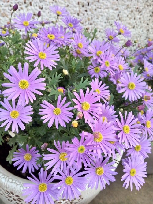 Best Purple Flowers With Yellow Center 1