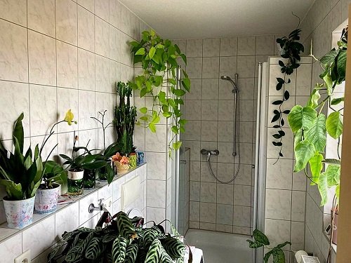 Plants in the Bathroom 21