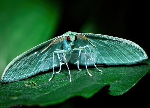 Blue Moths 11