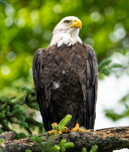 What Does it Mean When You See a Bald Eagle 1