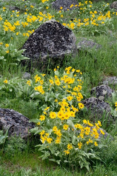 Yellow Wildflowers in rock garden