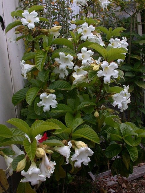 Vines with White Trumpet Flowers9