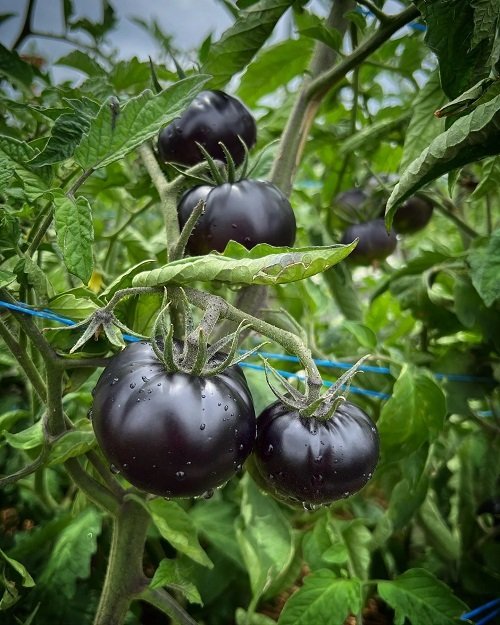 beautiful Black Vegetables You Can Grow 