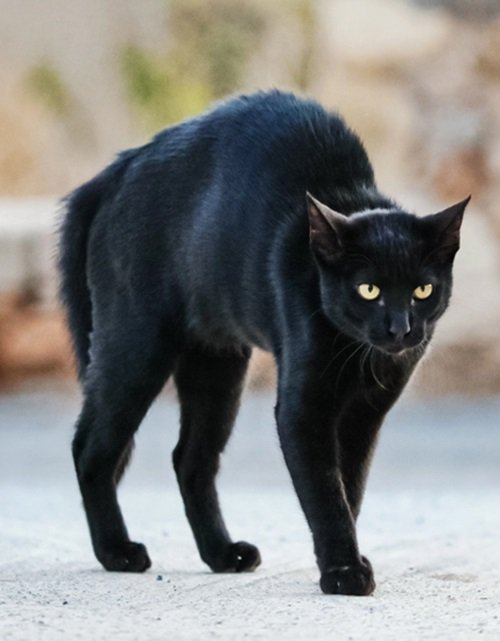 Superstitions Surrounding Black Cats