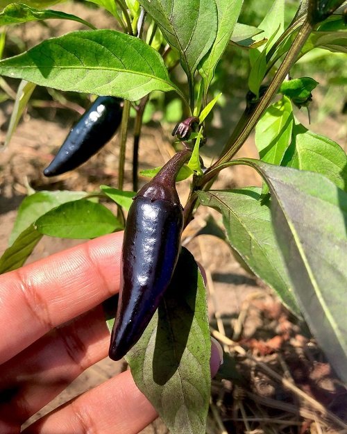 Black Vegetables You Can Grow in your garden