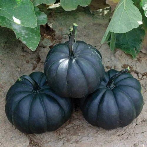 best Black Vegetables You Can Grow