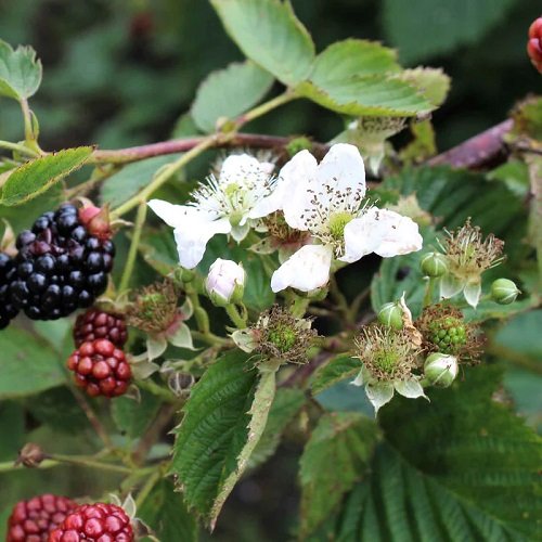 When Do Blackberries Bloom and Fruit 5