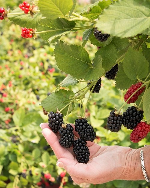 When Do Blackberries Bloom and Fruit 3