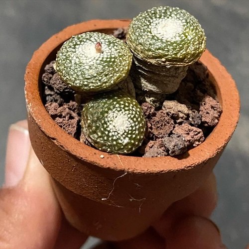 Tiny Mini Succulents for a Cute Garden in pot