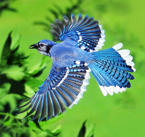 Blue Jay Symbolism in Various Cultures
