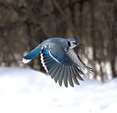 What Does it Mean When You See a Blue Jay