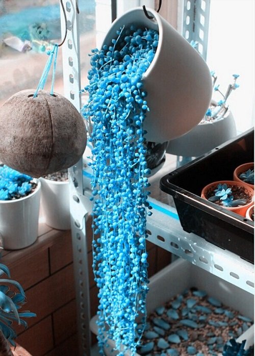 Blue String of Pearls Plant hanging  2