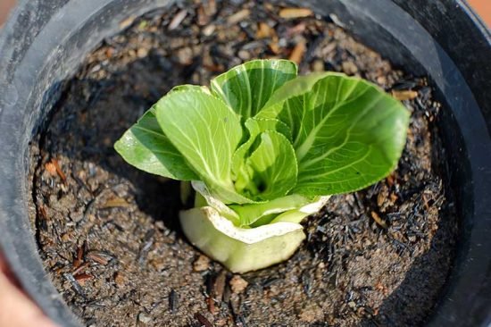Vegetables that Grow from Leaves 3