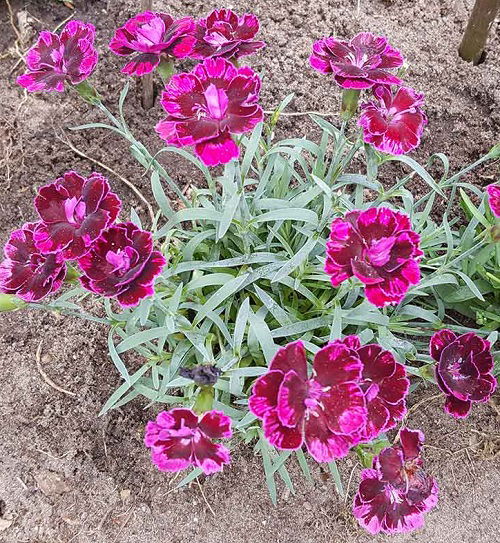 Burgundy Carnation