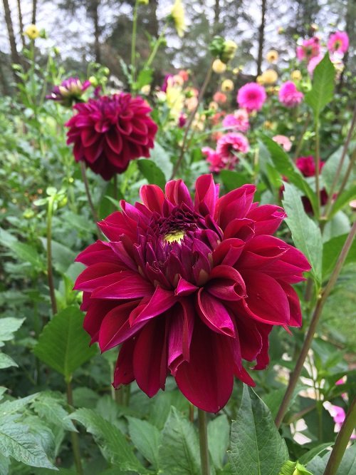 Stunning Burgundy Flowers
