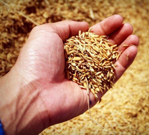 Busting Wheat Myths