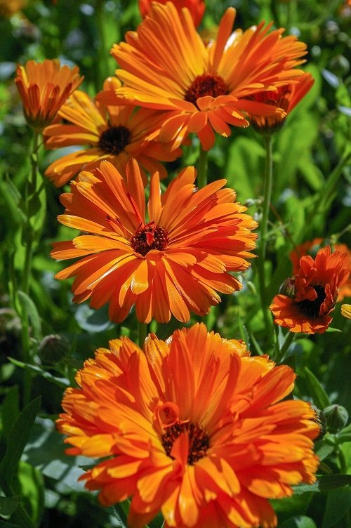 Orange Wildflowers in your garden