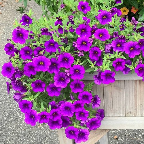 Purple Annual Flowers in wooden Box
