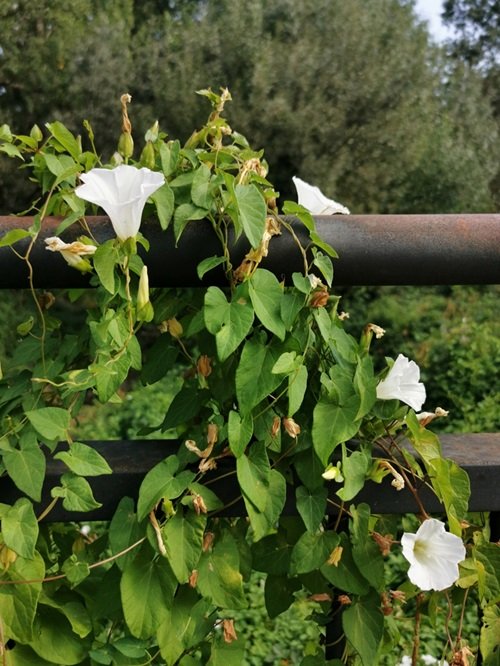 Vines with White Trumpet Flowers 7