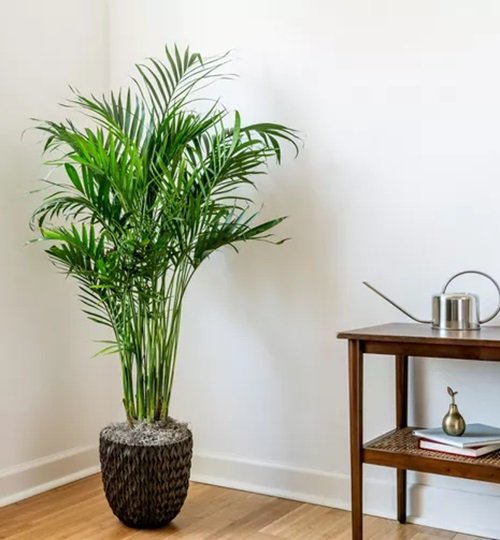 top best Small Palm Trees