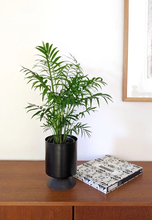 Plants for Office With No Windows 9