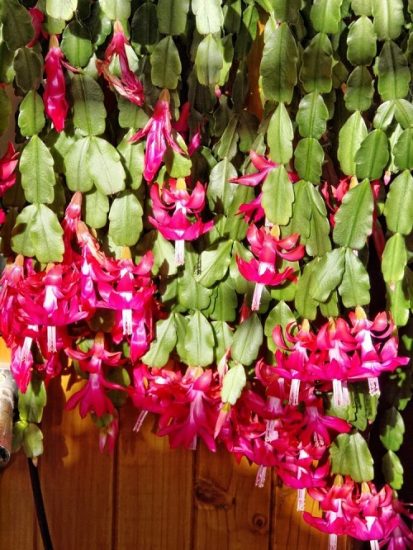 6 Christmas Cactus Fertilizer Secrets of Commercial Growers