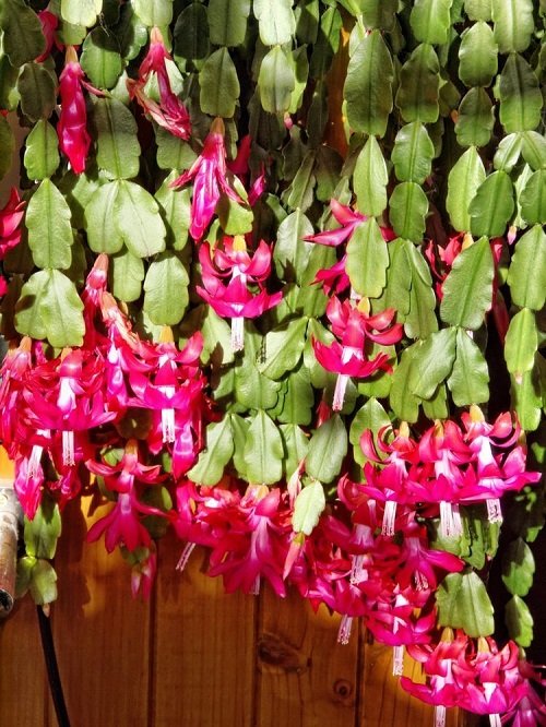 How to Feed Your Christmas Cactus