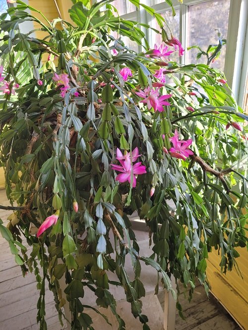 Christmas Cactus care How to Feed Your Christmas Cactus