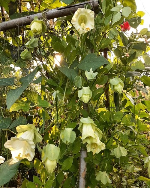 Vines with White Trumpet Flowers 11