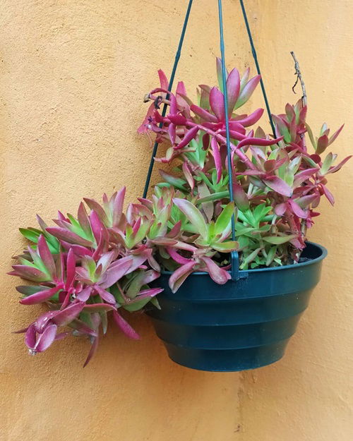 Gorgeous Pink-edged Succulents hanging 