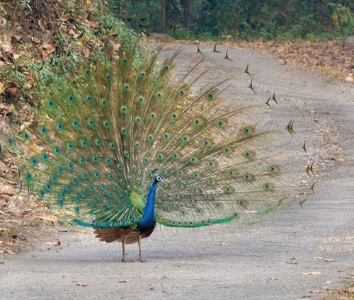 Cultural Significance of Peacocks