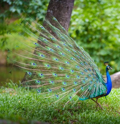 What Does it Mean When a Peacock Crosses Your Path