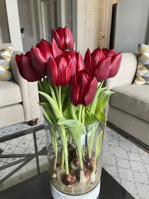 How Long Do Tulips Bloom 3